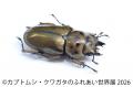 世界のレア昆虫が集結!夏休み限定イベント「カutf-8 世界のレア昆虫が集結!夏休み限定イベント「カutf-8