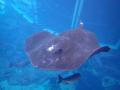 【下田海中水族館】6月24日は空飛ぶ円盤記念日（UFOの