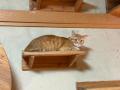 【岐阜県飛騨市】なぜ行政が「保護猫活動」を支援する