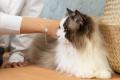 多頭飼いのお客様の声から誕生。PETIT MUSEAU、2頭分 多頭飼いのお客様の声から誕生。PETIT MUSEAU、2頭分
