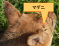 ネコの重症熱性血小板減少症候群（SFTS）ウイルスを約