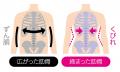 巻くだけで胸下を引き締め、くびれを引き立てるあばら