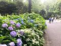 新宿中央公園　梅雨に楽しむ公園さんぽ