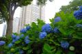 新宿中央公園　梅雨に楽しむ公園さんぽ