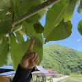 【飛騨高山・岐阜県高山市】飛騨高山の隠れた神秘「フ