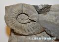 【水族館に恐竜出現!?】地元発見の幻の恐竜「鳥羽竜 【水族館に恐竜出現!?】地元発見の幻の恐竜「鳥羽竜