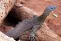 【水族館に恐竜出現!?】地元発見の幻の恐竜「鳥羽竜 【水族館に恐竜出現!?】地元発見の幻の恐竜「鳥羽竜