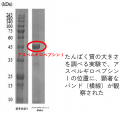 「液体塩こうじ」のお肉の軟化効果・風味向上のメカニ