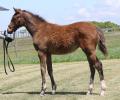 ファンと育てる、新しい馬産のかたち―「フランセス202