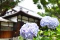 季節を彩る「あじさい寺」賴光寺のアジサイ 見ごろに 