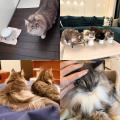 パートナードッグ&キャット 2,000頭のお迎えが実現 パートナードッグ&キャット 2,000頭のお迎えが実現