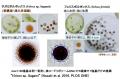【大阪工業大学】緑藻「サガミボルボックス」新種とし 【大阪工業大学】緑藻「サガミボルボックス」新種とし