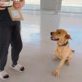 【健康いぬ生活】保護犬の“ストレスによる食欲不振”を 【健康いぬ生活】保護犬の“ストレスによる食欲不振”を
