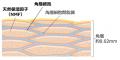 周囲の水を引き寄せ、角層細胞の水分量が増加する現象 周囲の水を引き寄せ、角層細胞の水分量が増加する現象