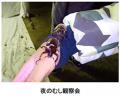 六甲高山植物園 × 伊丹市昆虫館夏イベント 「しutf-8
