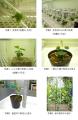 京都府立植物園に 「伝承樹の苑(でんしょうじゅのその 京都府立植物園に 「伝承樹の苑(でんしょうじゅのその