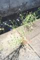 オーガニックコットンを育む服。Grow Organic × URBAN