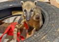 伊豆シャボテン動物公園が運営する屋内型ふれあい動物