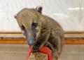 伊豆シャボテン動物公園が運営する屋内型ふれあい動物