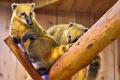 伊豆シャボテン動物公園が運営する屋内型ふれあい動物