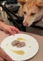 愛犬と楽しむ“食×音楽”の特別体験【日本ペットフード×
