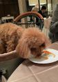 愛犬と楽しむ“食×音楽”の特別体験【日本ペットフード×
