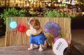 【OMO】夏でも安心して愛犬と旅へ。OMO by 星野リゾー 【OMO】夏でも安心して愛犬と旅へ。OMO by 星野リゾー
