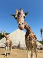 伊豆シャボテン動物公園グループの夏！「WE (ハート) 