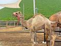 伊豆シャボテン動物公園グループの夏！「WE (ハート) 