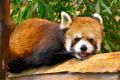 伊豆シャボテン動物公園グループの夏！「WE (ハート) 