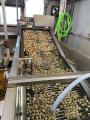 鶏卵高騰の陰でうずらの卵300万個が廃棄危機。日本一 鶏卵高騰の陰でうずらの卵300万個が廃棄危機。日本一