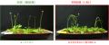 【横浜市立大学】植物が自分の力で立つ仕組みを解明 【横浜市立大学】植物が自分の力で立つ仕組みを解明