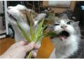 大佛次郎×ねこ写真展2027 作品募集!! 大佛次郎×ねこ写真展2027 作品募集!!