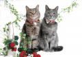 大佛次郎×ねこ写真展2027 作品募集!! 大佛次郎×ねこ写真展2027 作品募集!!