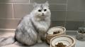 愛猫にもっと快適な食事時間を。創業111周年の老舗桶 愛猫にもっと快適な食事時間を。創業111周年の老舗桶