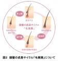 冬虫夏草エキスの毛包成長期維持作用への関与を確認