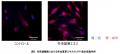 冬虫夏草エキスの毛包成長期維持作用への関与を確認