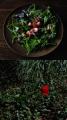 第1回「BOTANIST CREATIVE AWARD 2026」受賞作品を発
