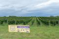 TRIAD、「La Fete des Vignerons a YOICHI 2026」に特