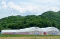 石川県立大学の学生が夏秋いちご「サマールージュ」の 石川県立大学の学生が夏秋いちご「サマールージュ」の