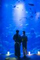 【京都水族館】夏休みに先駆けて6日間限定のナイutf-8