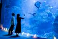 【京都水族館】夏休みに先駆けて6日間限定のナイutf-8