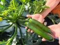 サラダクラブ「旬を味わうサラダ　夏野菜ミックス」新