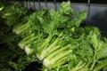 サラダクラブ「旬を味わうサラダ　夏野菜ミックス」新