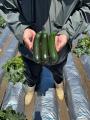 サラダクラブ「旬を味わうサラダ　夏野菜ミックス」新