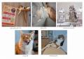 【応募総数5,000件超！】猫カフェMOCHA「MOCHAフォト