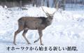「命を余すことなく使い切る。廃棄される鹿皮から地域