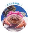 全国のカニファン必見！？ 貝殻を背負ったまんまるな“