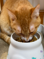 保護猫スポンサーシップ「ネコノート」、ロイヤルカナ 保護猫スポンサーシップ「ネコノート」、ロイヤルカナ