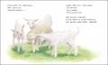 日本絵本賞受賞画家の新境地　絵本『こひつじのくびか